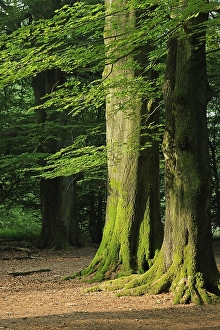 Mossy trunks of old Beech (Fagus) trees