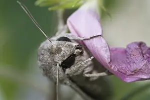 Moth, Cannes, Alpes Maritimes, France, Europe