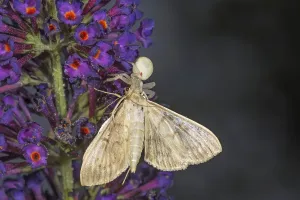 A moth caught by a variable crab spider (Misumena vatia) on a purple buddleja flower visible in close-up