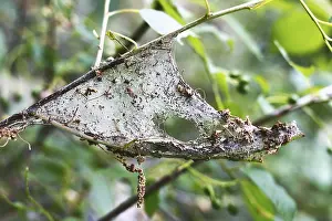 Moth ermine bird cherry (Yponomeuta evonymellus) entangled in a cobweb of leaves and branches tree