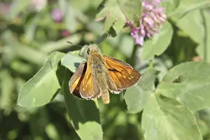 Moth on a vetch in a German forest in Mecklenburg-Vorpommern