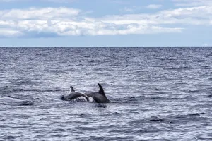 Mother and calf of common bottlenose dolphins or Atlantic bottlenose dolphins