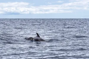 Mother and calf of common bottlenose dolphins or Atlantic bottlenose dolphins