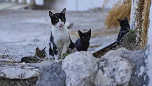 Mother cat, kittens, Four cats on rocky ground amidst plant remains and stones