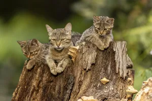 Mother cat and two kittens relaxing on a tree stump in the forest