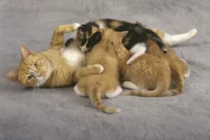 Mother Cat Nursing Kittens (6 week old babies)