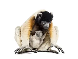 Mother Crowned Sifaka and her two months old baby sitting against white background
