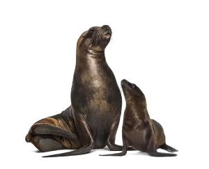 Mother and cub California Sea Lion