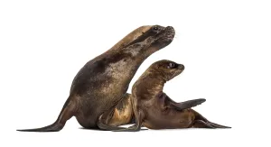 Mother and cub California Sea Lion