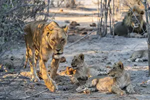 Mother and cubs, lion (Panthera leo) lying