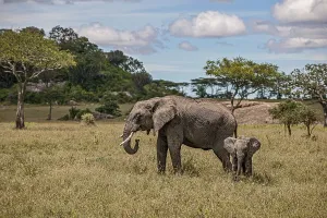 Mother elephant protecting her baby elephant calf in the savannah