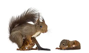 Mother Red squirrel and babies in front of a white background