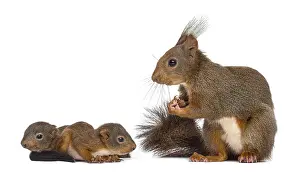 Mother Red squirrel and babies in front of a white background