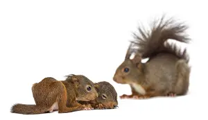 Mother Red squirrel and babies in front of a white background
