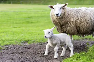 Mother sheep and newborn lamb in pasture during springtime