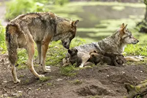A mother wolf interacts tenderly with her pups in a forest next to water