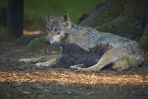 A mother wolf lies protectively with her pups on the forest floor