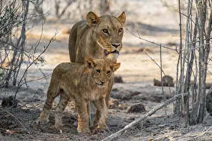 Mother and young cuddling, lion (Panthera leo)