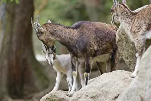 Motherly care. A female bezoar ibex (Capra aegagrus aegagrus) stands together with her goatling on a rock