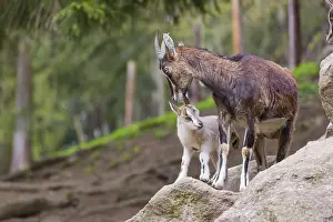Motherly care. A female bezoar ibex (Capra aegagrus aegagrus) stands together with her goatling on a rock