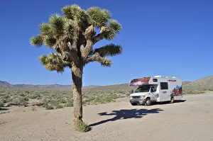 Motorhome next to a prominent tree