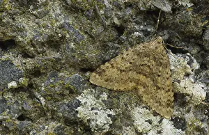Mottled Grey Moth (Colostygia multistrigaria)