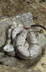 MOTTLED RATTLESNAKE (Crotalus lepidus) lepidus