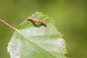 Mottled Umber (Erannis defoliaria) caterpillar on a leaf