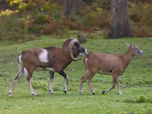 Mouffle buck driving a goat in front of him