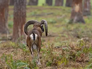 Framed Print : A mouflon in the forest, North Rhine-Westphalia