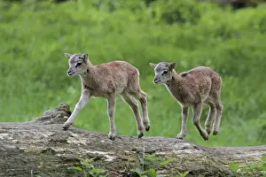 Mouflon lambs (Oris orientalis nursimon)