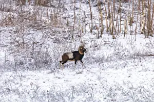 Mouflon Male in Winter Wild nature (ovis musimon)