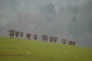 Mouflon, mouflon, mouflon, Ovis gmelini Musimon