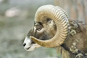 Mouflon (ovis ammon musimon)