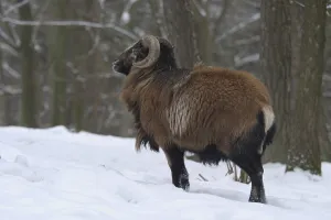 Mouflon (Ovis ammon musimon)
