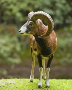 Mouflon (Ovis ammon musimon), ram