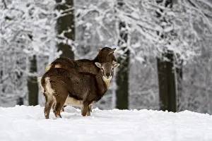 Mouflon (Ovis-gmelini) female deer in winter in the forest