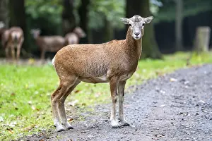 Mouflon (Ovis-gmelini) female, Volcanic Eifel