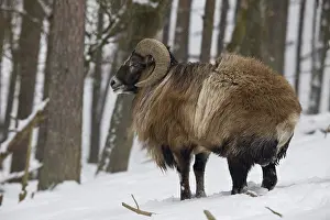 Mouflon (Ovis musimon) in winter
