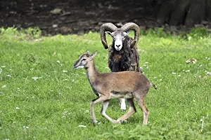 Mouflon (Ovis orientalis)