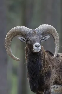 Mouflon (Ovis orientalis musimon)