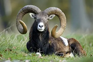 Mouflon ram (Ovis ammon) (Ovis orientalis)