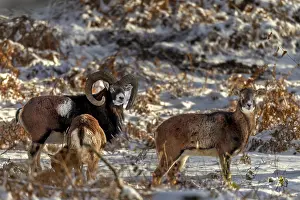 A mouflon ram (Ovis gmelini) with two females in the evening light in a snow-covered oak forest