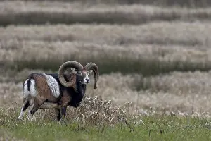 Mouflon ram (Ovis gmelini) on a moorland meadow