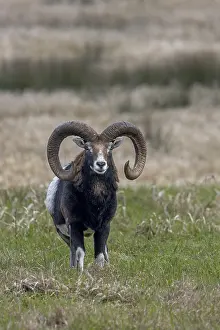 The mouflon ram (Ovis gmelini) has noticed a movement