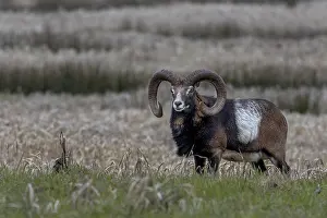 Mouflon ram (Ovis gmelini) with pronounced saddle patch