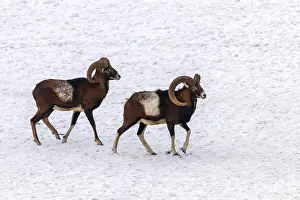Mouflons in Winter Wild nature (ovis musimon)