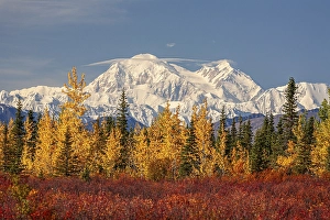 Mount Denali in the sun, autumn colours