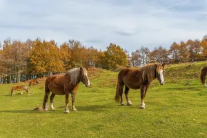 Mount Erlaitz with beautiful horses in freedom in the town of Irun