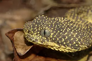 Mount Kenya bush viper (Atheris desaixi)